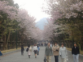 北海道神宮の桜01
