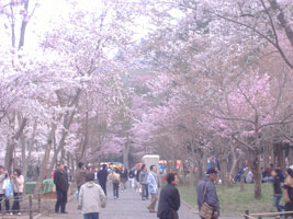 北海道神宮の桜02