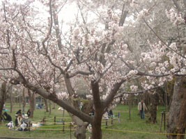 北海道神宮の桜03