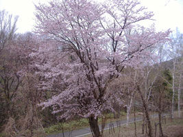 旭山記念公園の桜
01