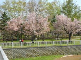 発寒河畔公園の桜01