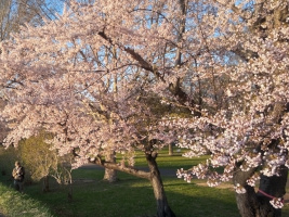 農試公園の桜